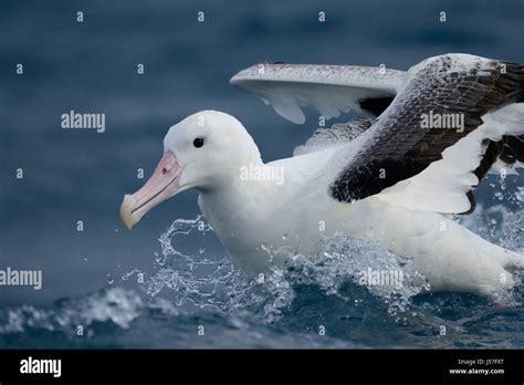 Southern Royal Albatross Diomedea Epomophora On The Sea Stock Photo