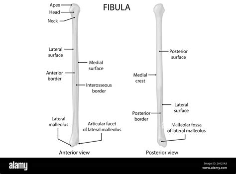 Fibula Anterior And Posterior View Anatomy Stock Photo Alamy