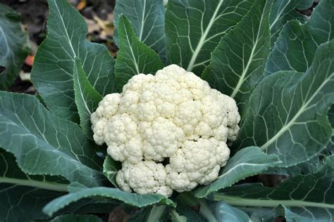 Cauliflower: profile, growth & care advice - Plantura