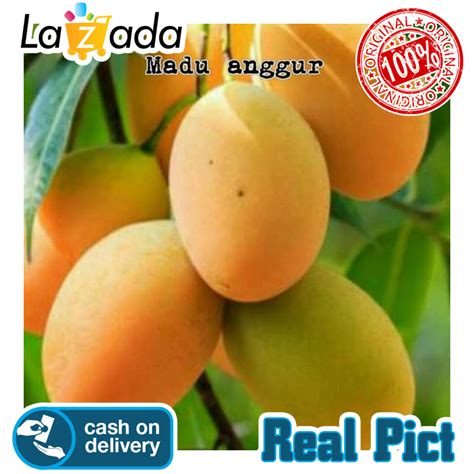 Tanaman Bibit Buah Mangga Madu Anggur Lazada Indonesia