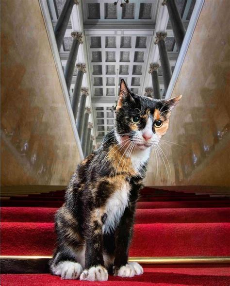 Los Gatos Guardianes Del Museo Ruso Hermitage Hermitage Museum Cat Day