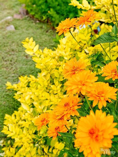 What To Plant Together For A Picture Perfect Flower Garden All Year