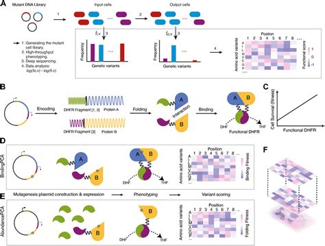 Frontiers Deep Mutational Scanning A Versatile Tool In