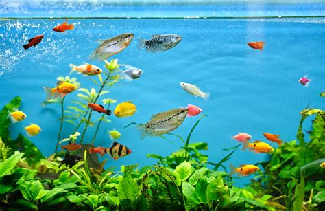 30 Stunning Peaceful Freshwater Fish For Community Tanks Fishiology