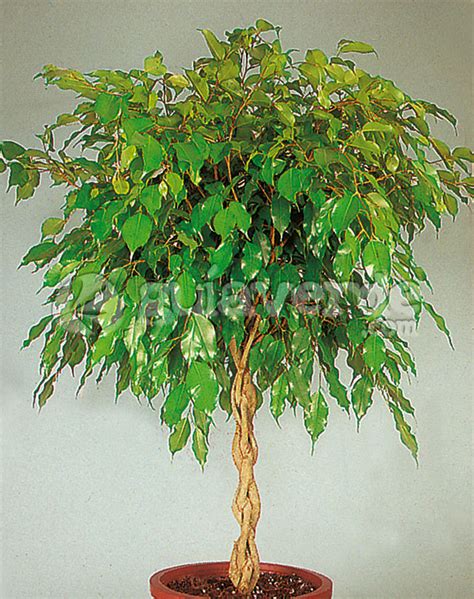 Ficus Benjamina Ficus Ficus Benjamina