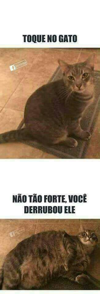 Toqueb No Gato 🐱 Em 2024 Memes Engraçados De Gato Memes Engraçados