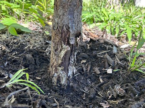 How Can I Help My Apricot Tree Rbackyardorchard