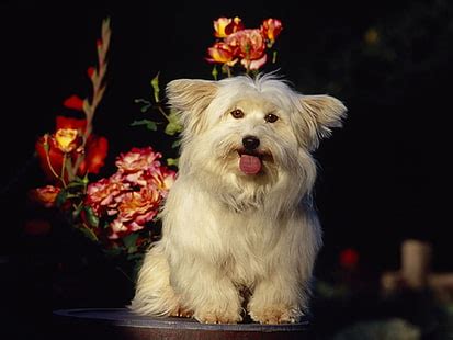 HD wallpaper: dog, coton de tulear, dog breed, lakeside, walkway ...