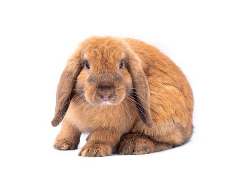 Premium Photo Brown Holland Lop Rabbit Isolated On White Background