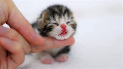 AWWWW SOOOOOOOOOOO CUTE KITTENS | ADEW Pets Centre