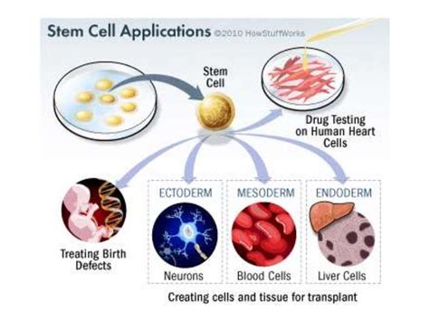 Stem Cells And Regenerative Medicine