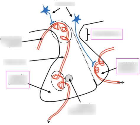 Intro To Hypothalamo Pituitary Axis Diagram Quizlet