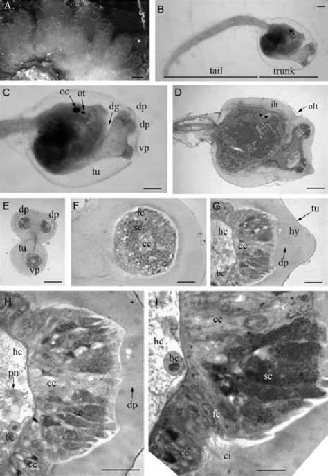 Figure 2 From Immunohistochemical Analysis Of Adhesive Papillae Of