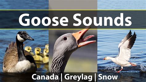 Goose Sounds And Honks Listen To Canada Geese Greylag Geese And