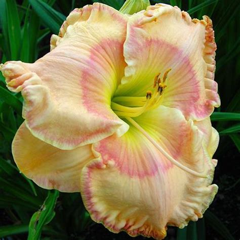 Daylily Hemerocallis Skye S Choice In The Daylilies Database