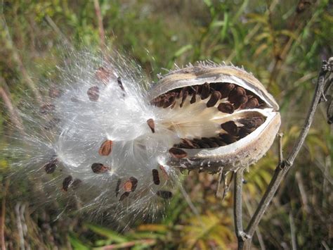 17 Best images about Seed Dispersal on Pinterest | Plants, Corn cob and Travel