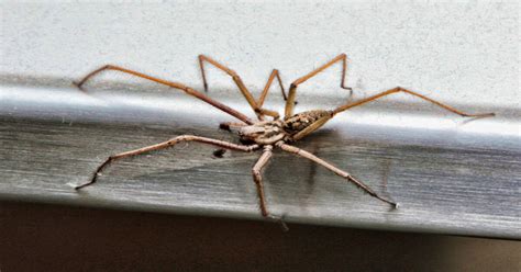 Are House Spider Bites Dangerous? Debunking Common Myths - Spiders ...