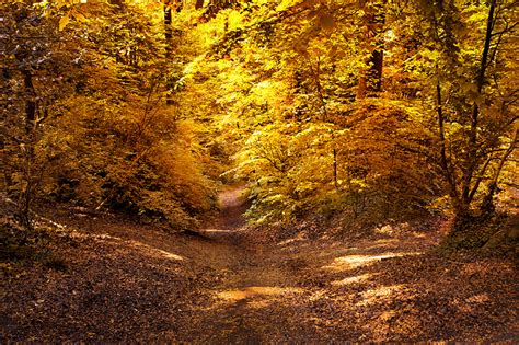 Fonds D Ecran Automne Forêts Sentier Feuillage Nature Télécharger Photo