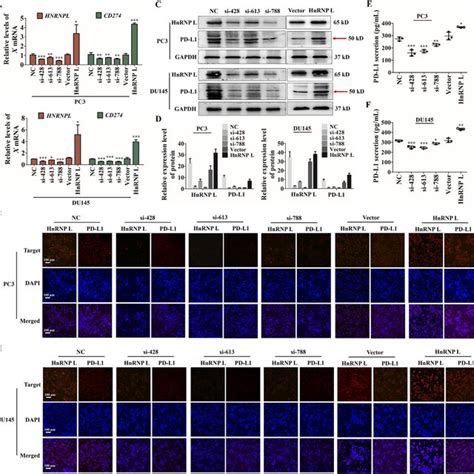 HnRNP L Promotes The Expression And Secretion Of PD L1 In CRPC Cells