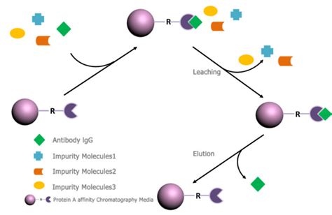 Protein A Affinity Chromatography Application - EPRUI Biotech