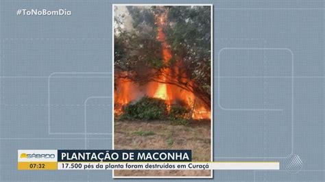 Cerca de 29 5 mil pés de maconha são destruídos durante operação da PM