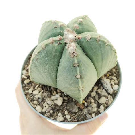 Astrophytum Myriostigma Var Nudum 14 Cm Cactaceae Giromagi