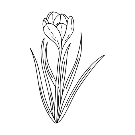 Crocus Outline Drawingthe First Spring Flowers In The Doodle Style