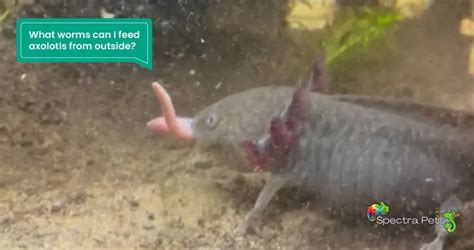 Can I Feed Axolotls Worms Caught From The Outside?