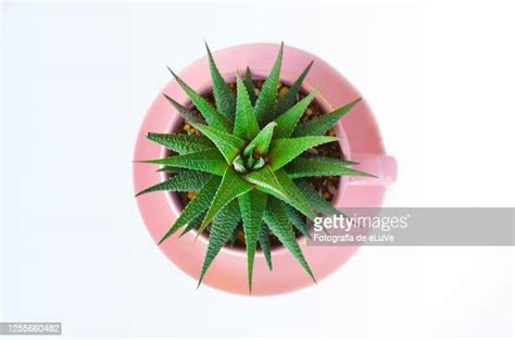 Flower Vase From Above Photos And Premium High Res Pictures Getty Images