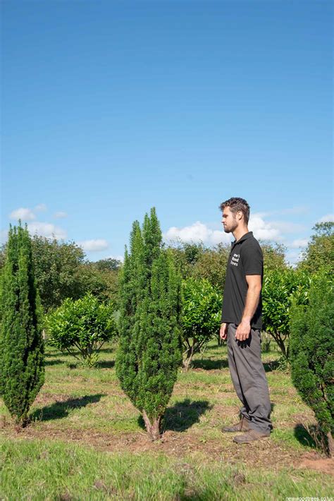 Taxus Baccata ‘fastigiata’ Irish Yew New Wood Trees