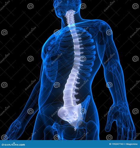 Spinal Cord Vertebral Column Of Human Skeleton System Anatomy Stock