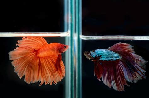 Can A Male And Female Betta Live Together Fish Tank Master