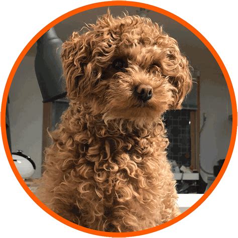 Toy Poodle Puppy Black Poodle Mixes Guide Sizes Shedding Faq