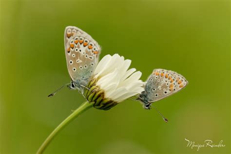 Vroege Vogels Foto Geleedpotigen Icarus Blauwtje En Bruin Blauwtje