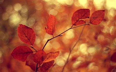 Wallpaper 2560x1600 Px Autumn Depth Field Leaves Macro Nature