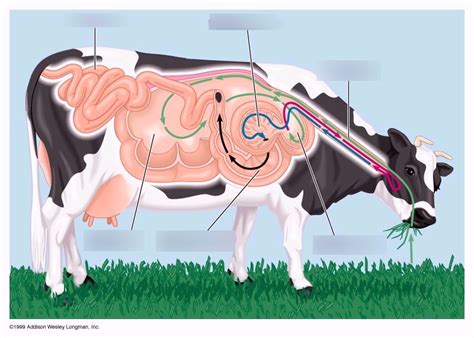 Ruminant Digestive System Diagram Quizlet