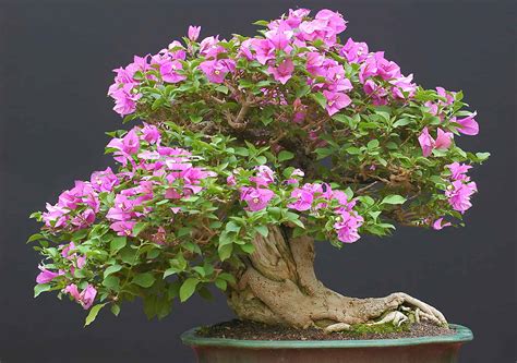 flowering bonsai trees fragrant  beautiful   animals