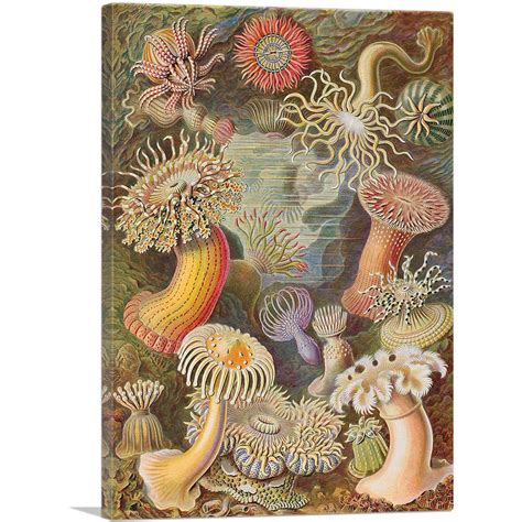 Artcanvas Actiniae Sea Anemones Canvas Art Print By Ernst Haeckel