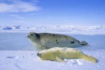 Close-up portrait of harp seal pup with whitecoat on snow. — frozen ...