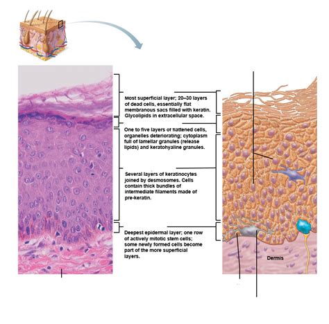 Epidermal Layers Diagram Quizlet