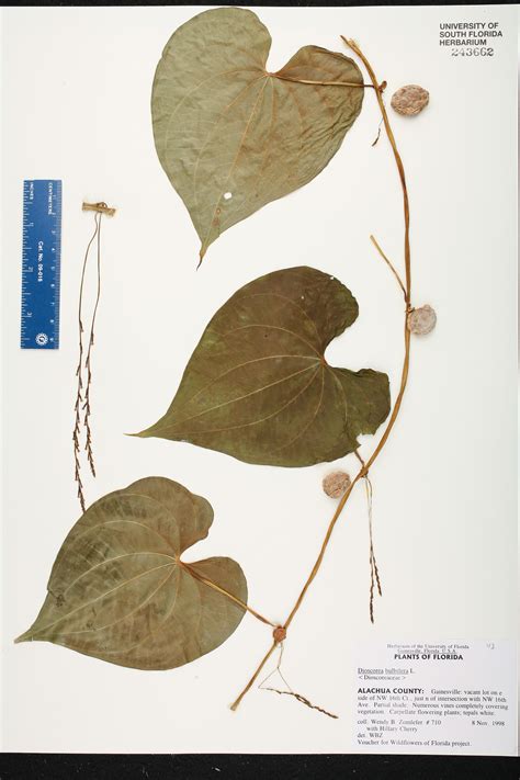 Dioscorea Bulbifera Species Page Isb Atlas Of Florida Plants