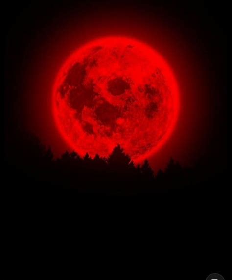 Lua Vermelha Na Floresta Dark Red Wallpaper Red Wallpaper Red And