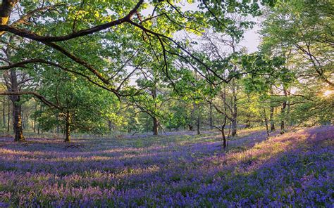 Forest Meadow Wallpapers - Top Free Forest Meadow Backgrounds ...