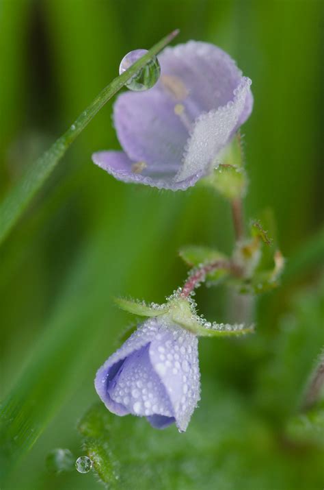 véroniques dans la rosée François Reitz Flickr