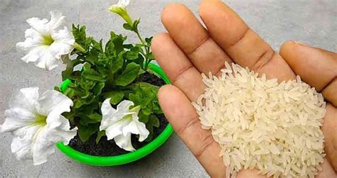 How to make natural fertilizer