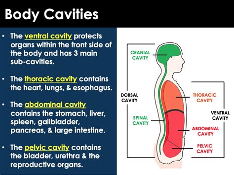 Medical And Directional Terminology For Anatomy Presentation Or Ppt