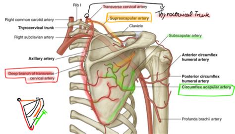 Circumflex Scapular Artery