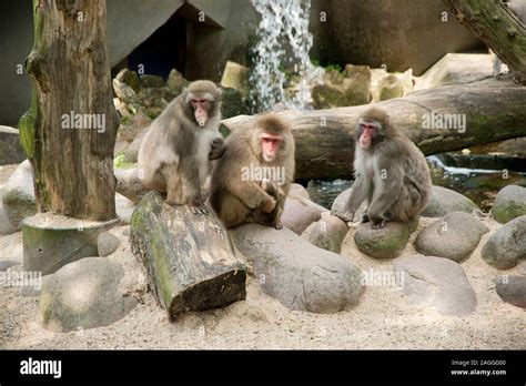 Amsterdam Zoo Three Monkeysbaboons In Enclosure Stock Photo Alamy