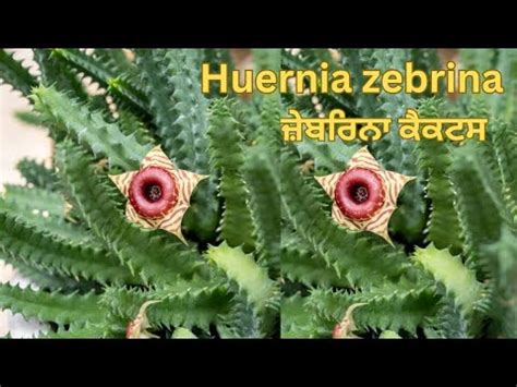 Huernia Zebrina Cactus Plant Care YouTube