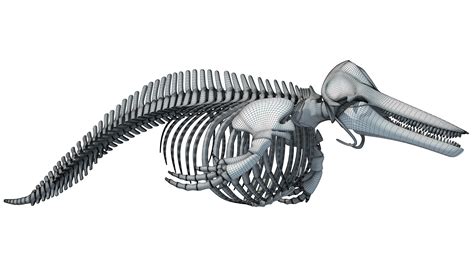 Dolphin Skeleton 3D Model – 3D Horse